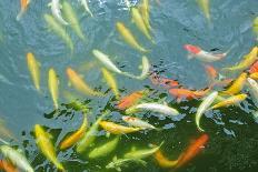 Colorful Koi Fish Swimming in the Pool-Mousedeer-Photographic Print