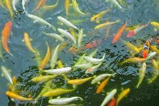 Colorful Koi Fish Swimming in the Ponds-Mousedeer-Photographic Print