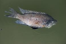 Colorful Koi Fish Swimming in the Pool-Mousedeer-Photographic Print