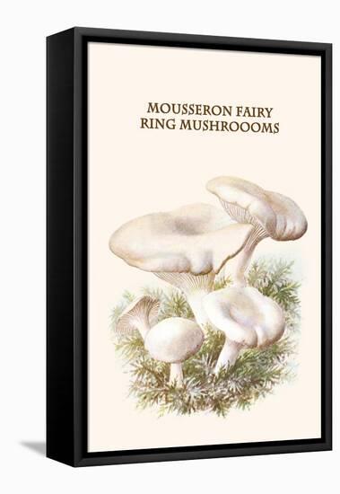 Mousseron Fairy Ring Mushroooms-Edmund Michael-Framed Stretched Canvas