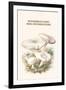 Mousseron Fairy Ring Mushroooms-Edmund Michael-Framed Art Print