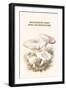 Mousseron Fairy Ring Mushroooms-Edmund Michael-Framed Art Print