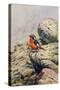 Moussier's Redstart-Carl Donner-Stretched Canvas