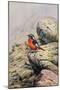 Moussier's Redstart-Carl Donner-Mounted Giclee Print