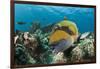 Moustache Triggerfish-Reinhard Dirscherl-Framed Photographic Print