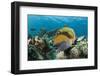 Moustache Triggerfish-Reinhard Dirscherl-Framed Photographic Print