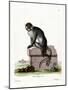 Moustached Guenon-null-Mounted Giclee Print