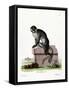 Moustached Guenon-null-Framed Stretched Canvas