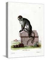 Moustached Guenon-null-Stretched Canvas