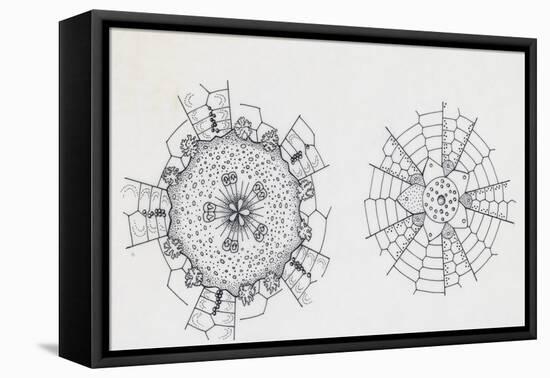 Mouth and Anal Openings of Female Purple Sea Urchin (Paracentrotus Lividus), Echinoderms-null-Framed Stretched Canvas