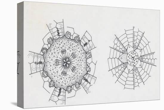 Mouth and Anal Openings of Female Purple Sea Urchin (Paracentrotus Lividus), Echinoderms-null-Stretched Canvas