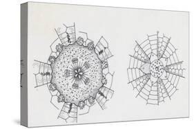 Mouth and Anal Openings of Female Purple Sea Urchin (Paracentrotus Lividus), Echinoderms-null-Stretched Canvas