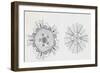 Mouth and Anal Openings of Female Purple Sea Urchin (Paracentrotus Lividus), Echinoderms-null-Framed Giclee Print