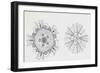 Mouth and Anal Openings of Female Purple Sea Urchin (Paracentrotus Lividus), Echinoderms-null-Framed Giclee Print