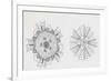 Mouth and Anal Openings of Female Purple Sea Urchin (Paracentrotus Lividus), Echinoderms-null-Framed Giclee Print