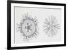 Mouth and Anal Openings of Female Purple Sea Urchin (Paracentrotus Lividus), Echinoderms-null-Framed Giclee Print