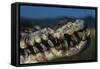 Mouth of an American Crocodile-W. Perry Conway-Framed Stretched Canvas