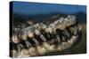 Mouth of an American Crocodile-W. Perry Conway-Stretched Canvas