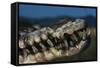 Mouth of an American Crocodile-W. Perry Conway-Framed Stretched Canvas