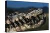 Mouth of an American Crocodile-W. Perry Conway-Stretched Canvas