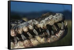 Mouth of an American Crocodile-W. Perry Conway-Framed Stretched Canvas