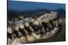 Mouth of an American Crocodile-W. Perry Conway-Stretched Canvas