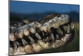 Mouth of an American Crocodile-W. Perry Conway-Mounted Photographic Print