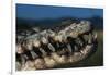 Mouth of an American Crocodile-W. Perry Conway-Framed Photographic Print