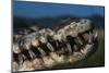 Mouth of an American Crocodile-W. Perry Conway-Mounted Photographic Print