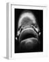 Mouth of Fish-Henry Horenstein-Framed Photographic Print