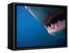 Mouth of Great White Shark-Stuart Westmorland-Framed Stretched Canvas