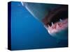 Mouth of Great White Shark-Stuart Westmorland-Stretched Canvas