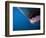 Mouth of Great White Shark-Stuart Westmorland-Framed Photographic Print