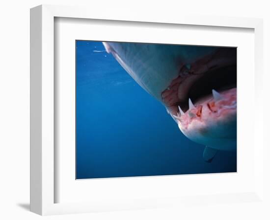 Mouth of Great White Shark-Stuart Westmorland-Framed Photographic Print