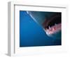 Mouth of Great White Shark-Stuart Westmorland-Framed Photographic Print