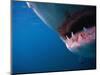 Mouth of Great White Shark-Stuart Westmorland-Mounted Photographic Print
