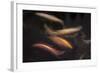 Movement 1-Moises Levy-Framed Photographic Print