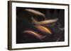 Movement 1-Moises Levy-Framed Photographic Print