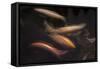 Movement 1-Moises Levy-Framed Stretched Canvas