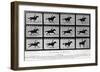 Movements of a Galloping Horse-Eadweard Muybridge-Framed Giclee Print