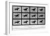 Movements of a Galloping Horse-Eadweard Muybridge-Framed Giclee Print