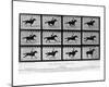 Movements of a Galloping Horse-Eadweard Muybridge-Mounted Giclee Print