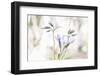 Moving On The Breath Of Spring-Jacob Berghoef-Framed Photographic Print