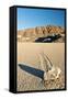 Moving Rock in Death Valley Racetrack-Darek Siusta-Framed Stretched Canvas