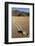 Moving Rocks, Death Valley-Steve Gadomski-Framed Photographic Print