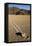 Moving Rocks, Death Valley-Steve Gadomski-Framed Stretched Canvas