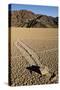 Moving Rocks, Death Valley-Steve Gadomski-Stretched Canvas