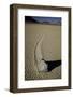 Moving Rocks Number 2 , Death Valley-Steve Gadomski-Framed Photographic Print