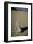 Moving Rocks Number 2 , Death Valley-Steve Gadomski-Framed Photographic Print