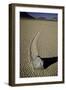 Moving Rocks Number 2 , Death Valley-Steve Gadomski-Framed Premium Photographic Print